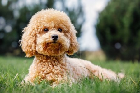 Foto de Young Poodle seen laying stretched on a well maintained garden looking at the photographer. She is getting ready for her play time. - Imagen libre de derechos