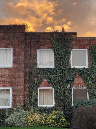 Téléchargez les photos : Wild ivy growing on brick wall of a building, sunrise sky on background - en image libre de droit