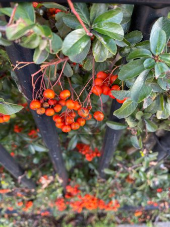 Foto de Close up of firethorn berries growing near black fence - Imagen libre de derechos