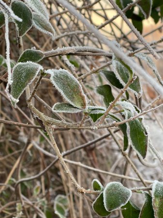 Foto de Close up of green leaves covered with frost in winter - Imagen libre de derechos