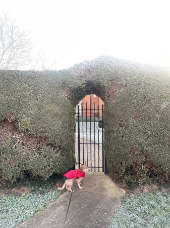 Téléchargez les photos : Adorable dog wearing winter coat standing in front of gate door - en image libre de droit