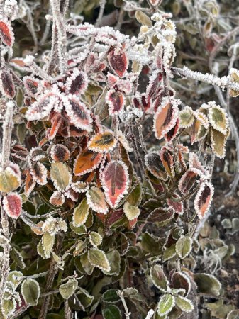 Téléchargez les photos : Close up of leaves covered in morning frost - en image libre de droit