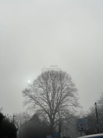 Téléchargez les photos : Silhouette of a big trea against grey sky on a foggy day - en image libre de droit