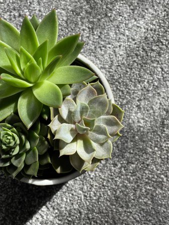 Photo for Top view cropped shot of green succulents in the sun shining though the window - Royalty Free Image