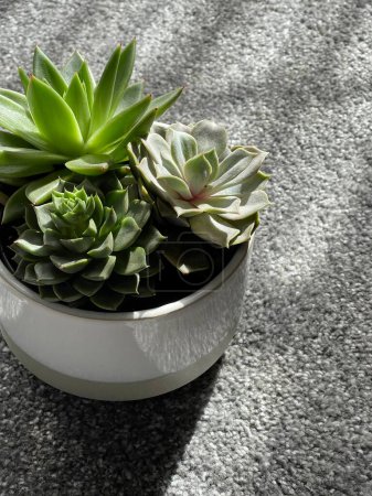 Photo for Beautiful green succulents in a pot under sunlight indoors - Royalty Free Image