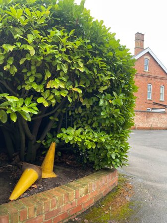 Photo for Yellow plastic traffic cones under green bushes in the town - Royalty Free Image