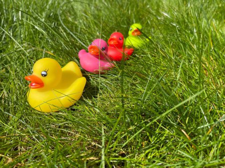 Téléchargez les photos : Diverses familles de canards en caoutchouc dans l'herbe verte au soleil - en image libre de droit