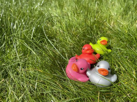 Photo for Multicoloured rubber ducks toys in green grass on a sunny day, copy space - Royalty Free Image