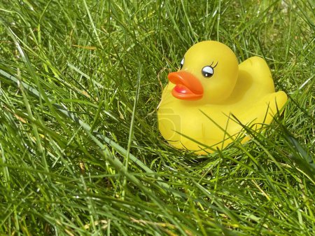 Photo for Close up of a cute yellow rubber duck in green grass outdoors - Royalty Free Image