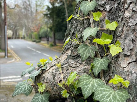 Foto de Enfoque selectivo en hojas de hiedra silvestre, calle de la ciudad en el fondo - Imagen libre de derechos