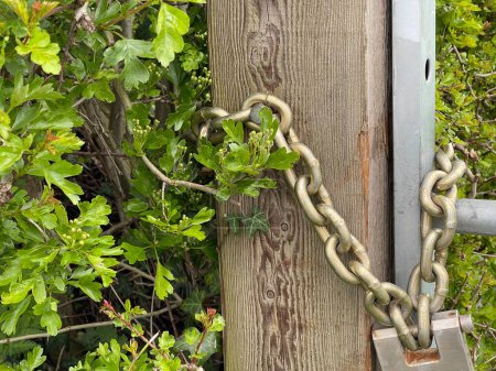 Photo for Chain padlock on a wooden gate outdoors - Royalty Free Image