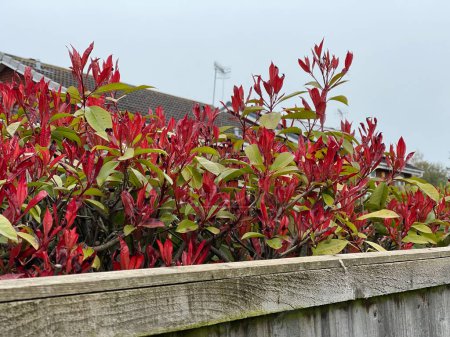 Téléchargez les photos : Feuilles rouges et vertes sur un buisson croissant sur une clôture en bois - en image libre de droit