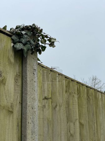 Téléchargez les photos : Feuilles de lierre sauvage sur une clôture en bois - en image libre de droit