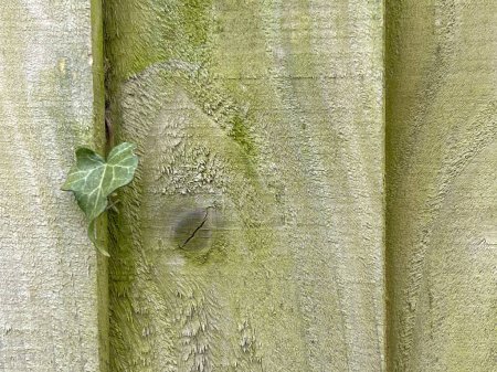 Foto de Hoja de hiedra silvestre única creciendo a través de valla de madera - Imagen libre de derechos