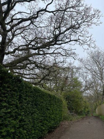 Téléchargez les photos : Clôture de haie verte sous un grand arbre près d'un sentier piétonnier - en image libre de droit