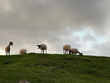 Téléchargez les photos : Plan à angle bas d'un groupe de moutons debout au sommet d'une colline verte - en image libre de droit
