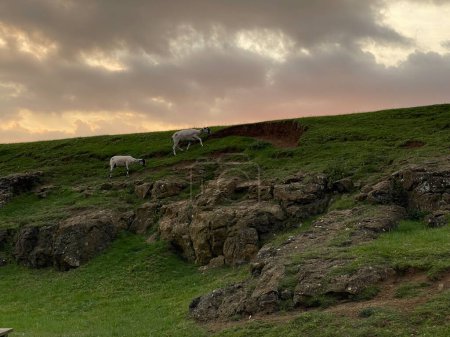 Téléchargez les photos : Deux moutons marchant sur le coucher du soleil hillon - en image libre de droit