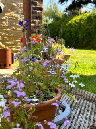 Téléchargez les photos : Petites fleurs fleurissant sur une plante en pot dans le jardin - en image libre de droit