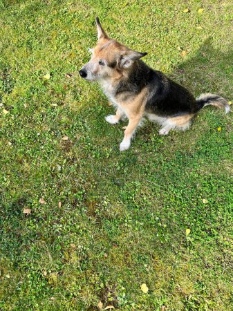 Téléchargez les photos : Vue de dessus verticale d'un chien mignon pelucheux profitant du soleil à l'extérieur, assis sur l'herbe - en image libre de droit