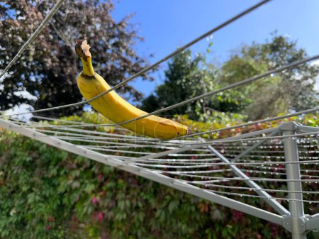 Photo for Yellow banana on outdoor laundry dryer - Royalty Free Image