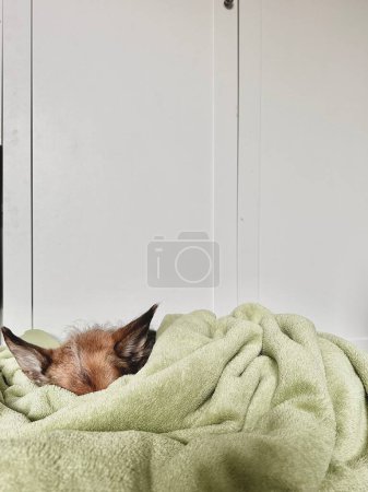 Photo for Cute dog sleeping wrapped in green blanket, sleeping in the house - Royalty Free Image
