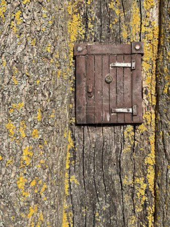 Téléchargez les photos : Petite porte en bois dans l'arbre, maison de fée - en image libre de droit