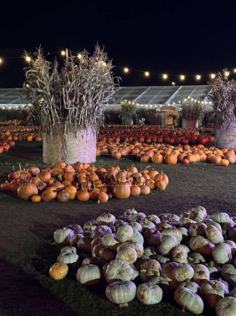 Photo for Vertical shot of many various pumpkins on sale at night farm market pumpkin patch - Royalty Free Image