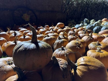 Photo for Close up of a big pumpkin sold at night pumpkin patch farm market - Royalty Free Image