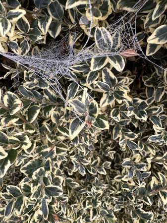 Téléchargez les photos : Toiles d'araignée recouvertes de givre sur un buisson - en image libre de droit