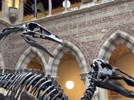 Foto de Exposición de esqueletos de dinosaurios en el museo - Imagen libre de derechos
