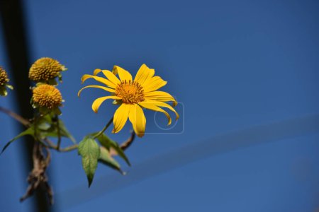 Foto de Hermosa flor amarilla contra el cielo azul - Imagen libre de derechos