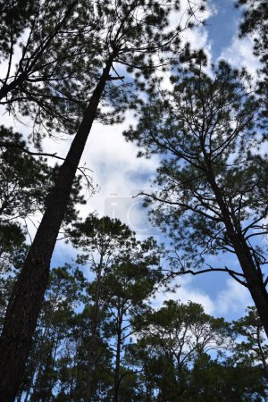 Foto de Ramas de pinos contra el cielo azul con nubes blancas - Imagen libre de derechos