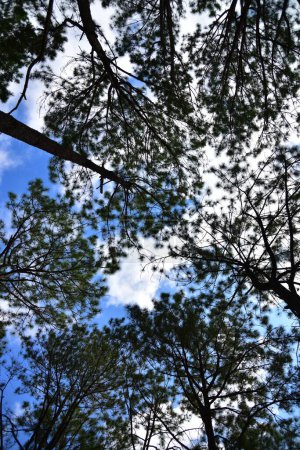 Téléchargez les photos : Branches de pins contre ciel bleu avec des nuages blancs - en image libre de droit
