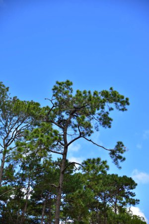 Téléchargez les photos : Branches de pins contre ciel bleu avec des nuages blancs - en image libre de droit