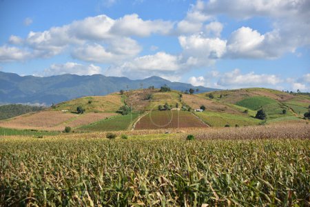 Téléchargez les photos : Beau paysage rural avec des champs de maïs dans les montagnes en Thaïlande. - en image libre de droit