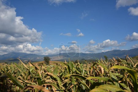 Photo for Beautiful countryside landscape with corn fields in mountains in Thailand. - Royalty Free Image