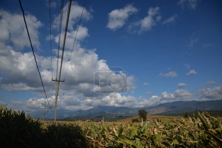 Téléchargez les photos : Beau paysage rural avec des champs de maïs dans les montagnes en Thaïlande. - en image libre de droit