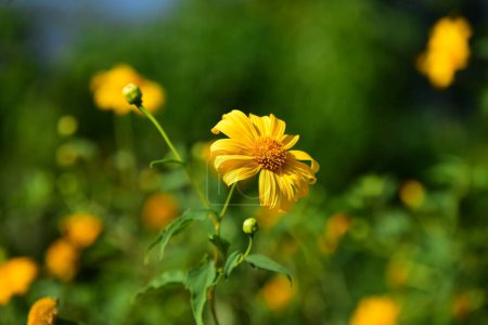 Foto de Hermosas flores amarillas en el jardín en verano - Imagen libre de derechos