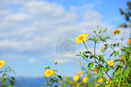 Téléchargez les photos : Belles fleurs jaunes sur fond bleu ciel - en image libre de droit