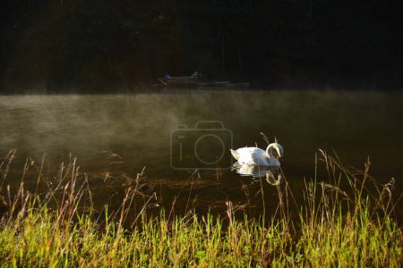 Téléchargez les photos : Cygne sur le lac au lever du soleil, beau paysage naturel - en image libre de droit