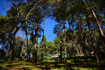 Foto de Hermosa vista del bosque de pinos y el cielo azul - Imagen libre de derechos