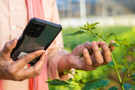 focus on hand, close up shot of farmer hands checking growth of plants from mobile phone at green house - concept of technology, application and modern farming.