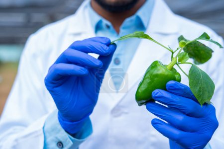 Téléchargez les photos : Close up shot of agro scientist hand checking lab grown hybrid capsicum at greenhouse - concept of biotechnology, discovery and innovation. - en image libre de droit