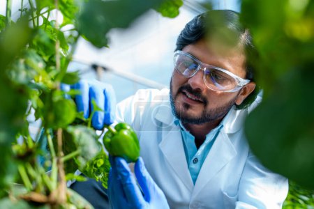 Téléchargez les photos : Happy smiling agro scientist seeing lab grown capsicum vegetable plant at greenhouse - conept of professional occupation, successful and research analyst. - en image libre de droit
