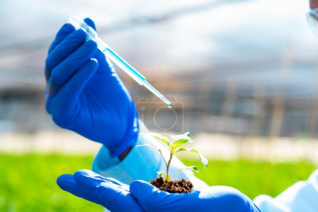 Photo for Close up shot of agro scientist adding chemicals to plant by holding in hand with soil - concept of research, invention or biotechnology and inspection. - Royalty Free Image