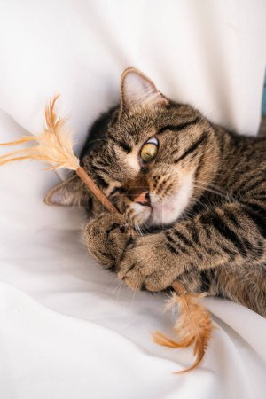 Foto de Un gato rayado yace sobre un fondo blanco, mira a la cámara, juega con un juguete, muestra dientes, muerde. Foto de un gato de cerca, desde arriba. La raza es un mestizo. Hermoso gato. - Imagen libre de derechos