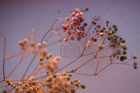 Photo for Gypsophila close-up. dried sprig of multi-colored gypsophila close-up, macro photography - Royalty Free Image