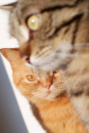 deux chats domestiques, rouge et gris. chat domestique rouge regardant directement la caméra