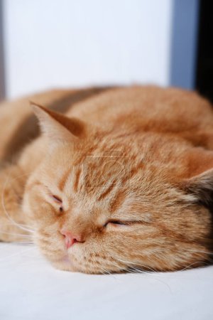 un chat domestique rouge de la race britannique se trouve les yeux fermés. beau chat rouge dort