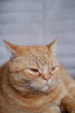 Eine große rote Hauskatze schaut sich aus nächster Nähe um. flauschiges Haustier liegt auf einem Stuhl. eine Hauskatze liegt auf einem Stuhl und schaut auf. Eine schöne rote Hauskatze mit großen orangefarbenen Augen, flauschigem Fell, langem Schnurrbart liegt und ruht